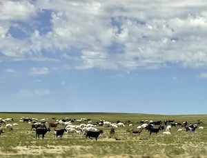 Livestock in Mongolia