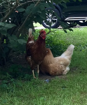 Backyard chickens