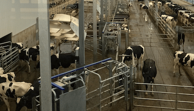 Milking operations at Fair Oak Farms in 2019