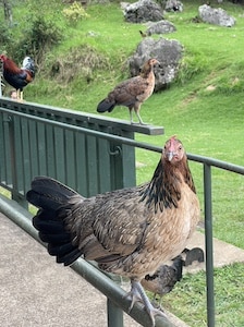 Wild chickens on Kona, Hawaii