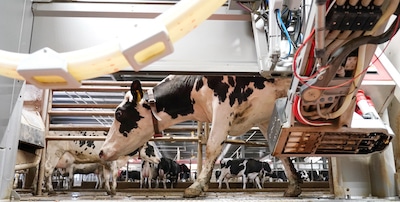 Robotic milking system at Idaho's Heglar Creek Farms