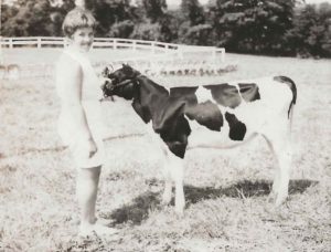 Showing calves in a 4-H Dairy show as a young girl