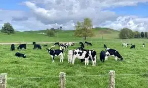 New Zealand dairy farm