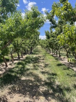 Orchards at Peachfork farms in Palisades, Colorado