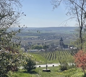 A view of vineyards in Reims, France
