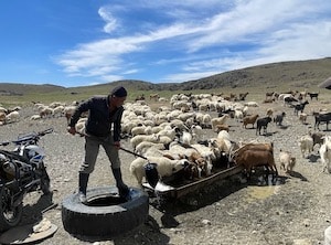 Last watering of the day for livestock in Mongolia