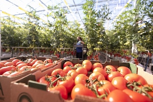 AppHarvest tomato production
