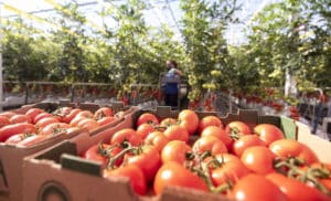 AppHarvest tomato production