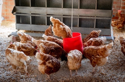 Chickens at feeder