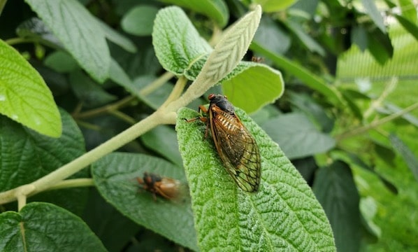 Is It Crush or Crunch Time? Taking a Bite of “Bug Nature” May Be New Norm