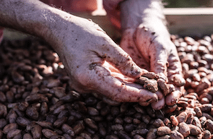 Person handles raw cacao beans