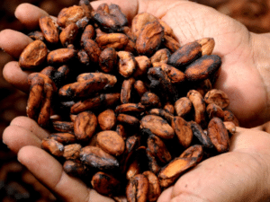 Person holding raw cocoa beans