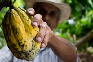 farmer picking cocoa pods