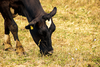 Dairy cow eating grass