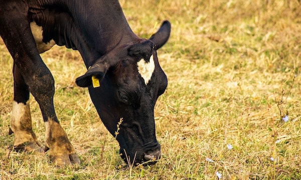 Reducing the “HoofPrints” of Dairy — A Commitment to Sustainability