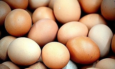 To Buy or Not to Buy Cage-Free Eggs? That Is the EGG-CELLENT Question!