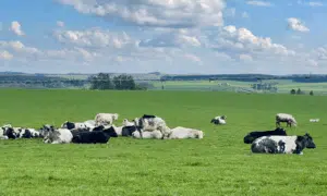 Pastural scene with cows resting
