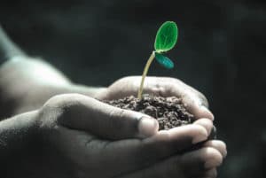 hands holding dirt and a seedling
