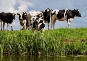 Holstein cows approaching water source