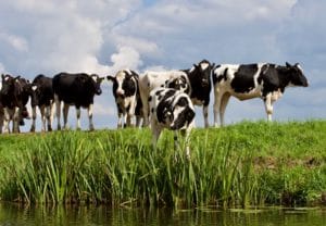 Holstein cows at a water source