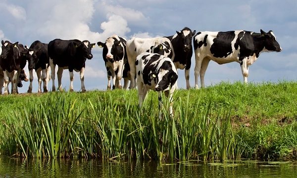 Lessons Learned Extend Beyond the Cow: Thoughts for National Dairy Month