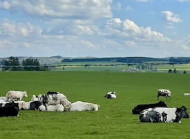 Pastural scene with cows resting