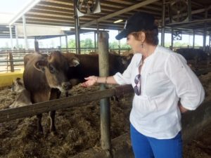 Marianne Smith Edge with a Jersey cow at White Rock Farms