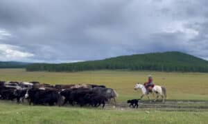 Livestock in Mongolia