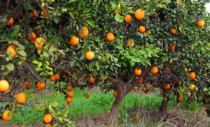 Picture of orange grove trees