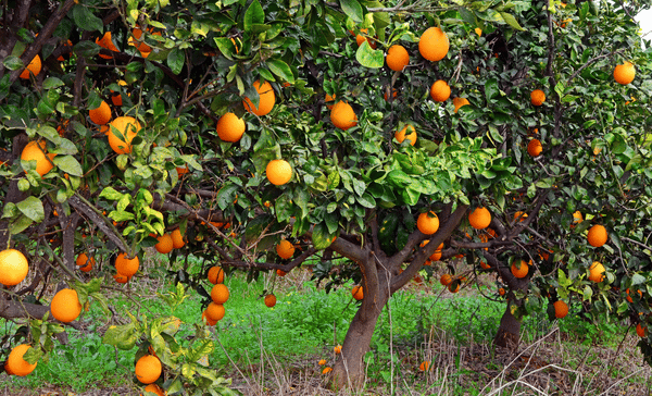 “Weathering” the Economic Risk — From Orange Groves to Wheat Fields — for Food on the Table