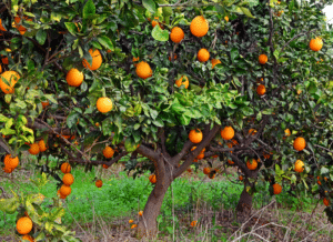 Picture of orange grove trees