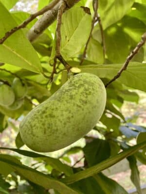 Pawpaw fruit growing on a tree