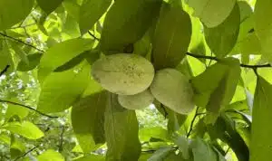 Pawpaw fruit on a backyard plant in Kentucky