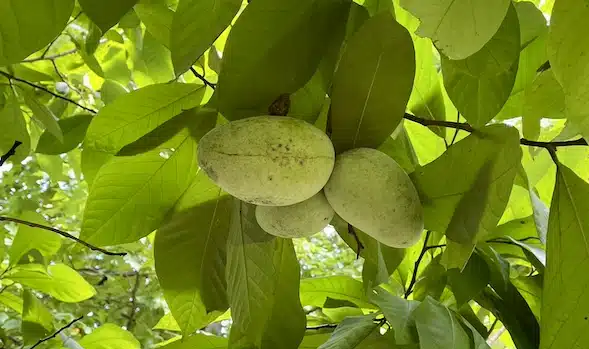 The Pawpaw: A Fruit That Raises Curiosity About Its Future