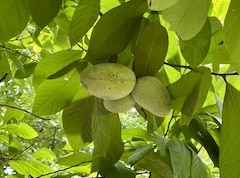 Pawpaw fruit growing on a tree