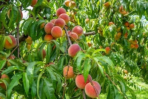 Peaches on the vine
