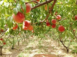 Peachfork Orchards peach trees