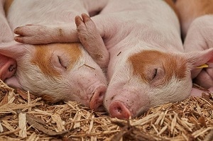 piglets sleeping