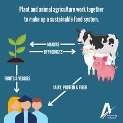 Diagram showing connection between plant and animal agriculture