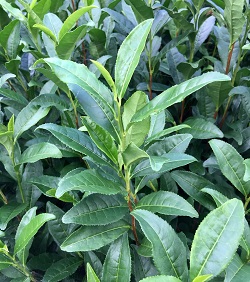 tea bush at d:matcha in Wazuka, Japan