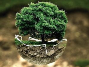Tree growing in a half globe signifying world Earth Day