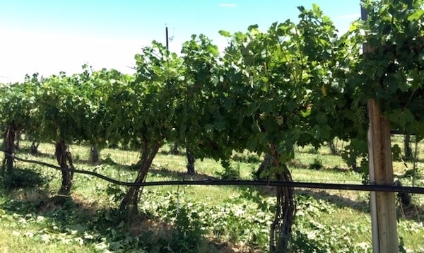 example of a trellis watering system at a peach orchard