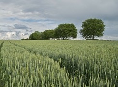 Picture of wheat field