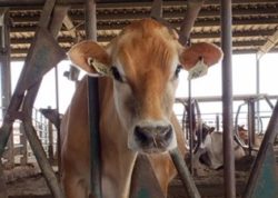 This I Know To Be True: Five Facts About Dairy