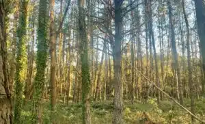 Image of trees in a wooded area